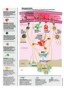 Cytokines / Immunology / Macrophages / Inflammation / Rheumatoid arthritis / Tumor necrosis factor-alpha / Synovial membrane / T helper cell / Acute-phase protein / Biology / Anatomy / Immune system