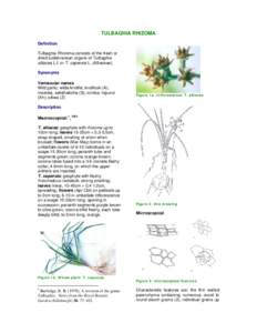 TULBAGHIA ALLIACEA BULBUS