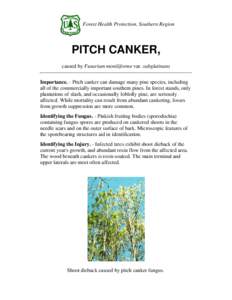 Biology / Canker / Fusarium subglutinans / Pine pitch canker / Sphaeropsis blight / Eutypella parasitica / Tree diseases / Microbiology / Fusarium