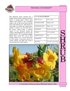 TECOMA X SUNRISETM  This Mountain States selection has a lengthy bloom period, producing glorious spikes of orange-yellow flowers from spring to fall. Sunrise™ has a burnished