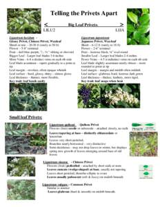 Flora / Ligustrum sinense / Ligustrum japonicum / Ligustrum vulgare / Leaf / Ligustrum microcarpum / Ligustrum obtusifolium / Ligustrum / Botany / Biology