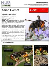 www.nonnativespecies.org Produced by Gay Marris, Mike Brown (National Bee Unit, Fera), Olaf Booy (NNSS) with assistance from Stuart Roberts (BWARS) V1.1, [removed]Asian Hornet