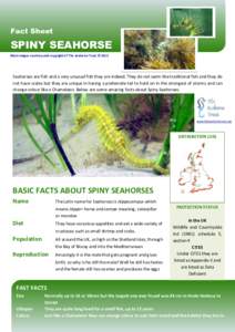 Fact Sheet  SPINY SEAHORSE Main images courtesy and copyright of The Seahorse Trust © 2015  Seahorses are fish and a very unusual fish they are indeed. They do not swim like traditional fish and they do