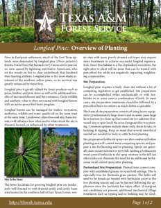 Longleaf Pine: Overview of Planting Prior to European settlement, much of the East Texas uplands were dominated by longleaf pine (Pinus palustris) forests. Forest fires that burned every two to seven years or so, were ca