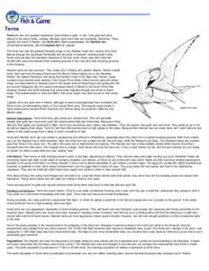 Terns: Wildlife Notebook Series - Alaska Department of Fish and Game