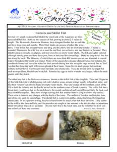 April 2015 Volunteer Information Station for the North Carolina Aquarium on Roanoke Island  Blennies and Skillet Fish Cre a