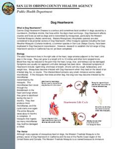 SAN LUIS OBISPO COUNTY HEALTH AGENCY Public Health Department Dog Heartworm What is Dog Heartworm? Canine (Dog) Heartworm Disease is a serious and sometimes fatal condition in dogs caused by a roundworm, Dirofilaria immi