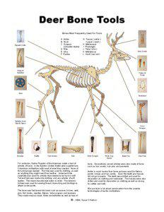 Deer Bone Tools Bones Most Frequently Used For Tools A Antler