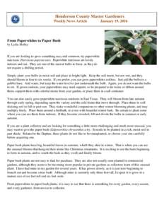 Henderson County Master Gardeners Weekly News Article January 19, 2016  From Paperwhites to Paper Bush
