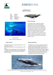 Cetaceans / Megafauna / Humpback whale / Whale / Rorqual / Cetacea / Whale sounds / Fin whale / Zoology / Baleen whales / Biology