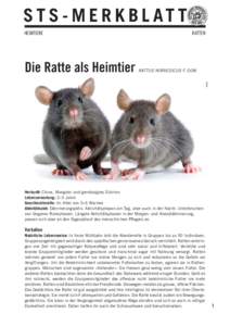 S T S - M E R K B L AT T HEIMTIERERATTEN RATTUS NORVEGICUS F. DOM. FOTOLIA