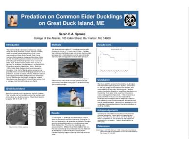 Predation on Common Eider Ducklings on Great Duck Island, ME Sarah E.A. Spruce College of the Atlantic, 105 Eden Street, Bar Harbor, MEIntroduction