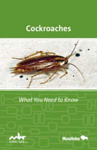 Cockroaches  What You Need to Know What are cockroaches? Cockroaches are brown insects with antenna and