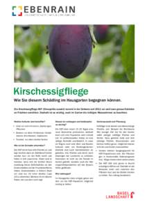 Kirschessigfliege Wie Sie diesem Schädling im Hausgarten begegnen können. Die Kirschessigfliege KEF (Drosophila suzukii) kommt in der Schweiz seit 2011 vor und kann grosse Schäden an Früchten anrichten. Deshalb ist e