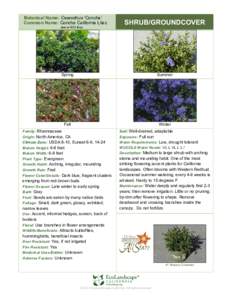 Botanical Name: Ceanothus ‘Concha’ Common Name: Concha California Lilac see-a-NO-thus SHRUB/GROUNDCOVER