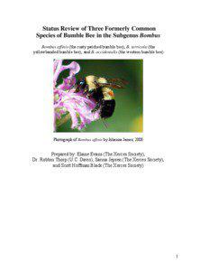 Pollinators / Bees / Bumblebees / Bombus occidentalis / Bumble bee / Pollinator / Bee / Stingless bee / Cuckoo bee / Plant reproduction / Pollination / Beekeeping