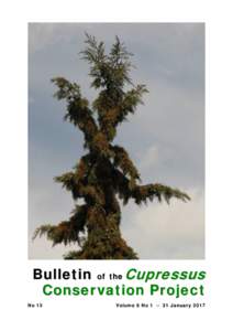 Bulletin of the Cupressus Conser vation Project No 13 Volume 6 No 1 ─ 31 Januar y 2017