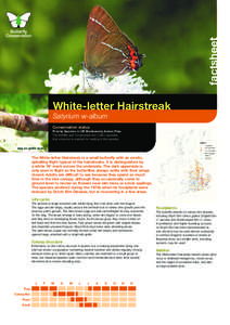 factsheet White-letter Hairstreak Satyrium w-album Conservation status Priority Species in UK Biodiversity Action Plan. The Wildlife and Countryside Act[removed]specifies
