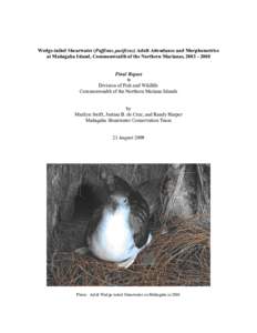 Wedge-tailed Shearwater (Puffinus pacifica) Adult Colony Attendance and Morphometrics
