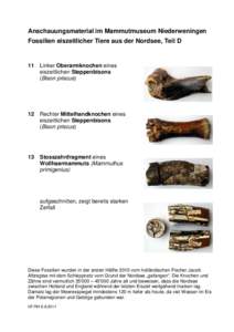 Anschauungsmaterial im Mammutmuseum Niederweningen Fossilien eiszeitlicher Tiere aus der Nordsee, Teil D 11  Linker Oberarmknochen eines