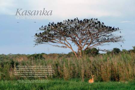 Kasanka more than just bats Well known for its staggering roost of fruit bats and obliging sitatungas, Kasanka National Park in northern Zambia also supports an incredible diversity