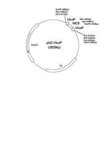 EcoRI (396bp) SacI (406bp) KpnI (412bp) VloxP MluI (482bp) NotI (489bp)