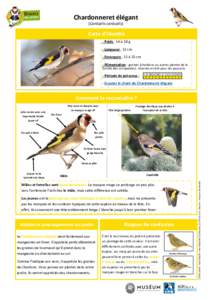 Chardonneret élégant (Carduelis carduelis) Carte d’identité - Poids : 14 à 18 g - Longueur : 12 cm