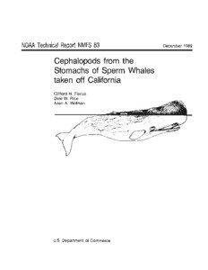 Megafauna / Biology / Sperm whale / Cephalopod beak / Colossal squid / Giant squid / National Marine Fisheries Service / Gonatidae / Whale / Squid / Zoology / Taxonomy