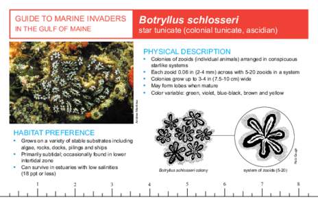 Botryllus schlosseri  GUIDE TO MARINE INVADERS IN THE GULF OF MAINE  star tunicate (colonial tunicate, ascidian)