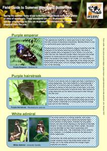 Lepidoptera / Nymphalidae / Argynnini / Boloria / Apaturinae / Silver-washed fritillary / Ringlet / Apatura iris / Purple hairstreak / Boloria bellona / Erebia ligea