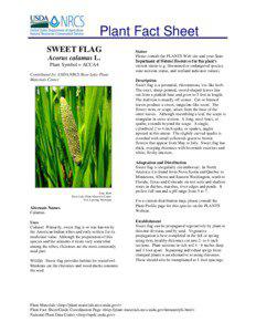 Plant Fact Sheet SWEET FLAG Acorus calamus L.