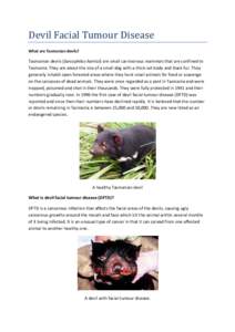 Devil Facial Tumour Disease What are Tasmanian devils? Tasmanian devils (Sarcophilus harrisii) are small carnivorous mammals that are confined to Tasmania. They are about the size of a small dog with a thick-set body and