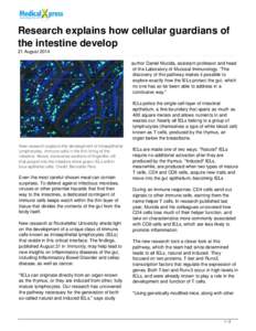 Research explains how cellular guardians of the intestine develop