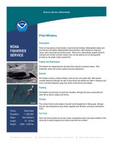 Science, Service, Stewardship  Pilot Whales NOAA FISHERIES