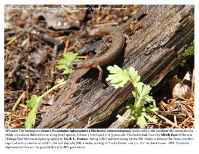 Conservation Status: NM state Endangered; recently listed ESA Endangered  Winner: The endangered Jemez Mountains Salamander (Plethodon neomexicanus) occurs only in the northern NM mountains for which it is named. Believe