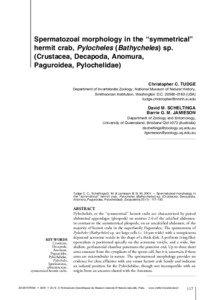 Spermatozoal morphology in the “symmetrical” hermit crab, Pylocheles (Bathycheles) sp. (Crustacea, Decapoda, Anomura,