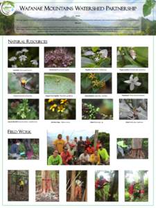 Melicope / Achatinella mustelina / Hesperomannia arbuscula / Theridion / Bidens / Broussaisia / Labordia / Eudicots / Anoectochilus / Theridiidae