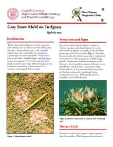 ray Snow Mold on Turfgrass G Typhula spp. Introduction Winter diseases of turfgrasses are often associated