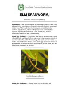 Forest Health Protection, Southern Region  ELM SPANWORM, Ennomos subsignarius (Hubner) Importance. -- The preferred hosts of elm spanworm are red and white oaks and a few other hardwood species, especially hickory, pecan