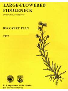 LARGE-FLOWERED FIDDLENECK (Amsinckia grandiflora) RECOVERY PLAN