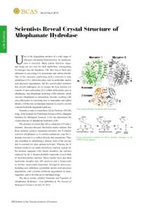 Urea cycle / Allophanate hydrolase / Urea carboxylase / Urea / Biochemistry / Biuret amidohydrolase / Allantoicase / Chemistry / Biology / Nitrogen metabolism