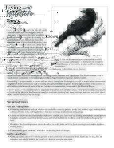 Crows Crows and ravens belong in the Corvid family (which includes jays and magpies) and are considered to be among the most adaptable and intelligent birds. Its coal-black coloring, highly social behavior, and distinct 