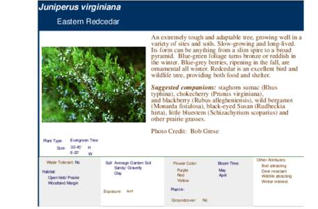 Eastern Redcedar (juniperus virginiana)