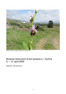 Ophrys fuciflora ssp. cerigona (Kythira. Foto: Sten Moeslund)  Botanisk ekskursion til den græske ø – Kythira 6. – 13. april 2009 Redaktion: Sten Moeslund