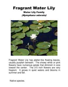 Fragrant Water Lily Water Lily Family (Nymphaea odorata)  Fragrant Water Lily has platter-like floating leaves,