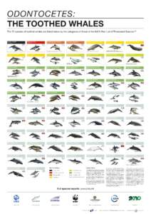 ODONTOCETES: THE TOOTHED WHALES The 72 species of toothed whales are listed below by the categories of threat of the IUCN Red List of Threatened SpeciesTM Lipotes vexillifer Baiji (CR/EX)