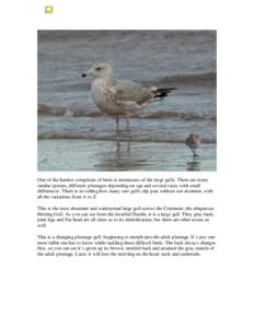 Microsoft Word - Changing Winter Gulls.doc