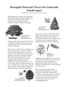 Biota / Chihuahua White Pine / Mexican Pinyon / Pinus nigra / Alice Abel Arboretum / Fell Arboretum / Pinus / Flora / Botany