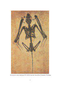 Icaronycteris index (holotype; PU[removed]from the Green River Formation, Wyoming.  2