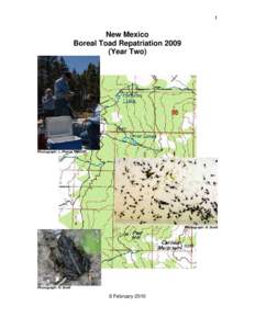 Boreal Toad / Frog / Western toad / Bufo / Toads / Herpetology